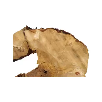 Plaster Kasztanowca 80x68x8cm