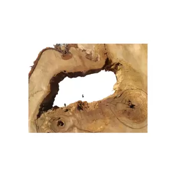 Plaster Kasztanowca 80x68x8cm