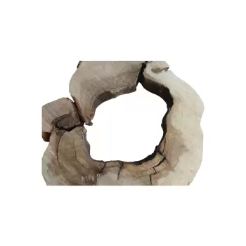 Plaster Kasztanowca w Kawałkach 93x90x10cm