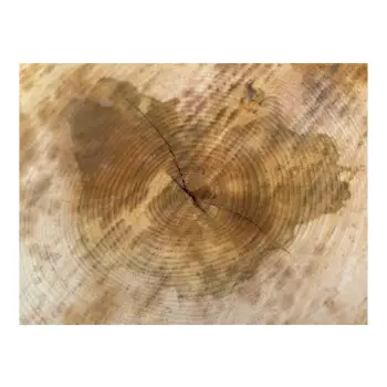 Plaster Lipy 78x71x8cm