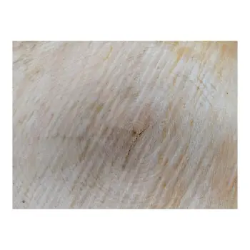 Plaster Lipy 56x43x5cm