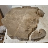 Plaster Wiązu 78x64x10cm
