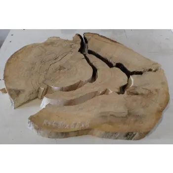 Plaster Kasztanowca 80x66x8cm