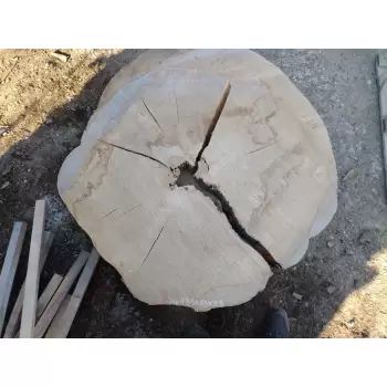 Plaster Jesionowy 95x85 cm