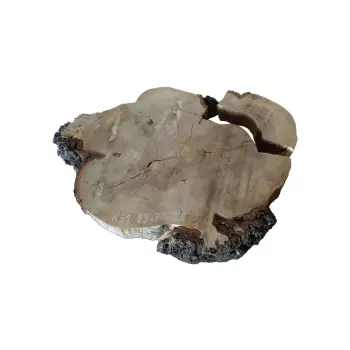Plaster Kasztanowca 89x70x8,5cm