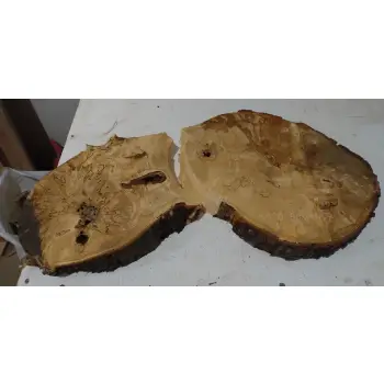 Plaster Kasztanowca 90x44x7cm