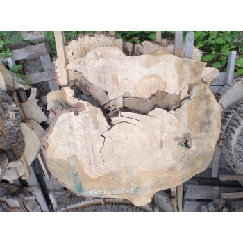 Plaster Kasztanowca 77x66x8cm