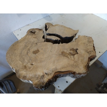 Plaster Kasztanowca 94x72x9cm