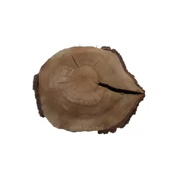 Plaster Orzecha Włoskiego 51x41x6cm