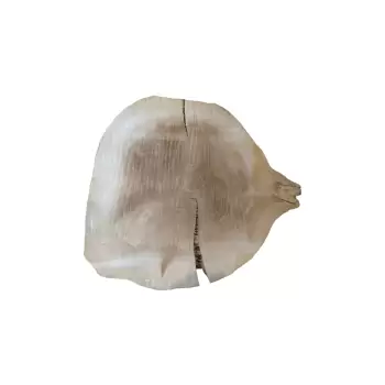 Plaster Topoli 71x65cm