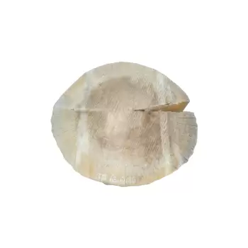 Plaster Topoli 63x60cm