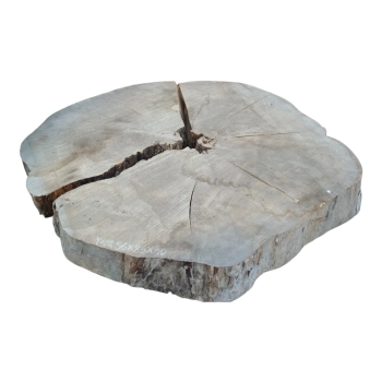Plaster Jesionowy 96x85 cm