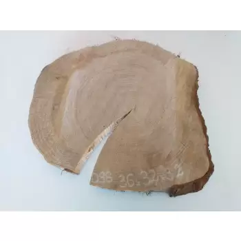 Plaster Dębowy 36x32cm