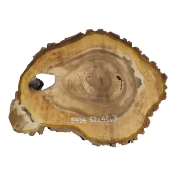 Plaster Orzecha Włoskiego 59x45x7cm