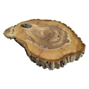 Plaster Orzecha Włoskiego 59x45x7cm