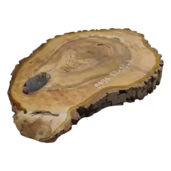 Plaster Orzecha Włoskiego 59x45x7cm