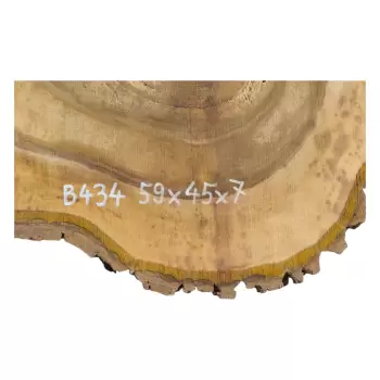 Plaster Orzecha Włoskiego 59x45x7cm