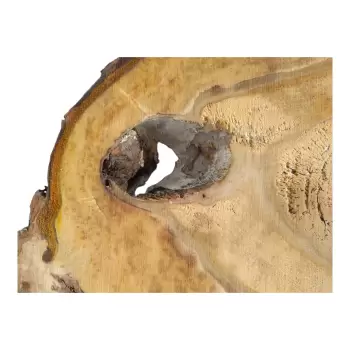 Plaster Orzecha Włoskiego 59x45x7cm