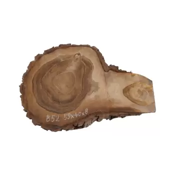 Plaster Orzecha Włoskiego 59x40x8cm