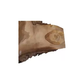 Plaster Orzecha Włoskiego 59x40x8cm