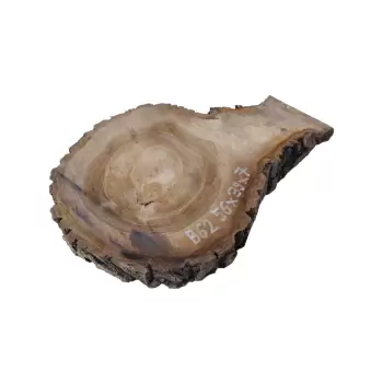 Plaster Orzecha Włoskiego 56x39x7cm