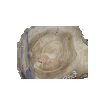 Plaster Orzecha Włoskiego 56x39x7cm