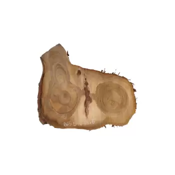 Plaster Orzecha Włoskiego 54x35x6cm