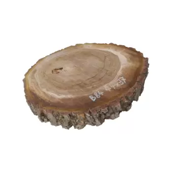 Plaster Orzecha Włoskiego 44x37x6cm