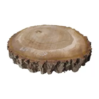 Plaster Orzecha Włoskiego 44x37x6cm