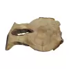 Plaster Kasztanowca 70x52x6cm