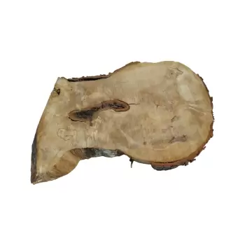 Plaster Kasztanowca 77x52x7cm