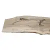 Deska Orzecha Włoskiego 145x4-24x2,3 cm