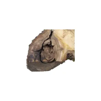 Plaster Orzecha Włoskiego 65x43x5cm