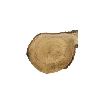 Plaster Orzecha Włoskiego 79x29/36x4cm