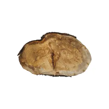 Plaster Orzecha Włoskiego 70x45x8cm