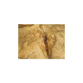 Plaster Orzecha Włoskiego 70x45x8cm