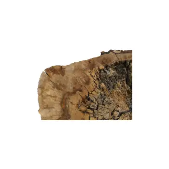 Plaster Orzecha Włoskiego 82x63x9cm