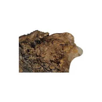 Plaster Orzecha Włoskiego 82x63x9cm