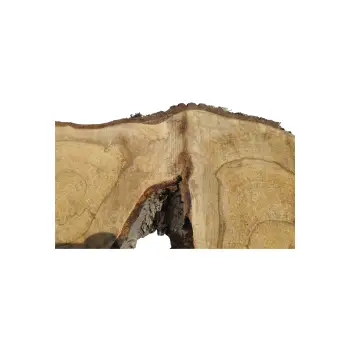 Plaster Orzecha Włoskiego 77x30/37x7cm