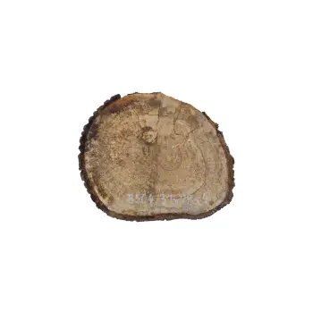 Plaster Orzecha Włoskiego 31x28x4cm