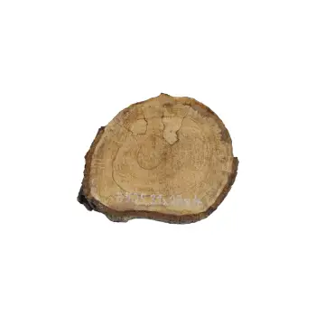 Plaster Orzecha Włoskiego 31x28x4cm