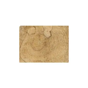 Plaster Orzecha Włoskiego 31x28x4cm