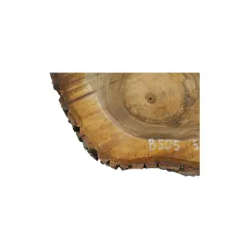 Plaster Orzecha Włoskiego 55x45x6cm