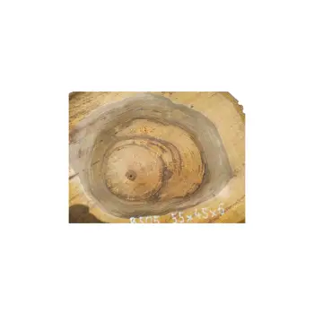 Plaster Orzecha Włoskiego 55x45x6cm