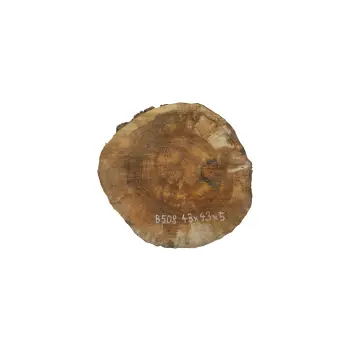Plaster Orzecha Włoskiego 43x43x5cm