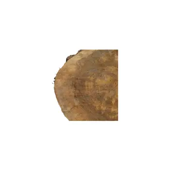 Plaster Orzecha Włoskiego 43x43x5cm
