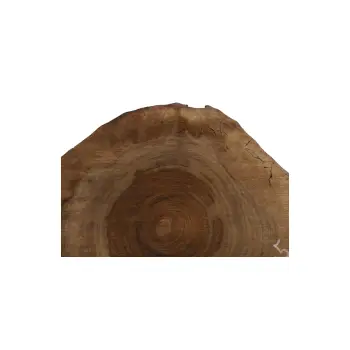 Plaster Orzecha Włoskiego 43x42x5cm