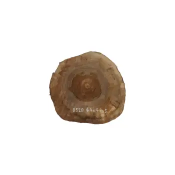 Plaster Orzecha Włoskiego 44x44x5cm