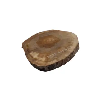 Plaster Orzecha Włoskiego 46x45x5cm