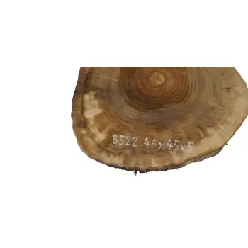 Plaster Orzecha Włoskiego 46x45x5cm